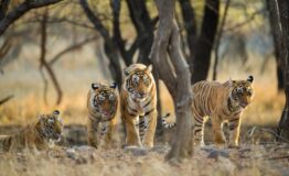 ranthambore-kumbhalgarh-wildlife-tour2
